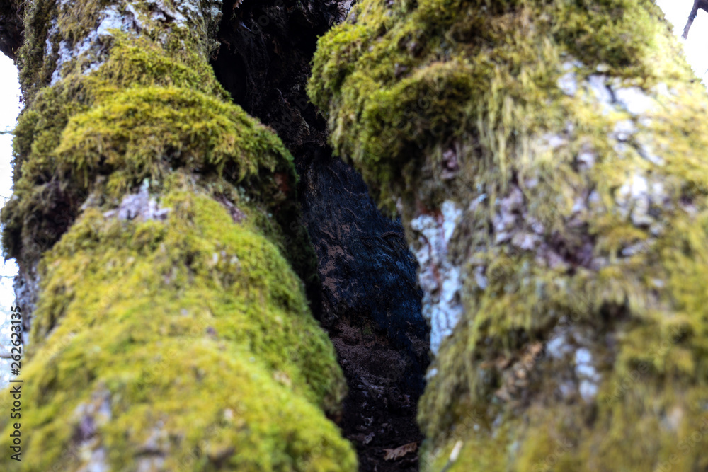 Spring landscape, beginning of vegetation on old trees,sun in the background