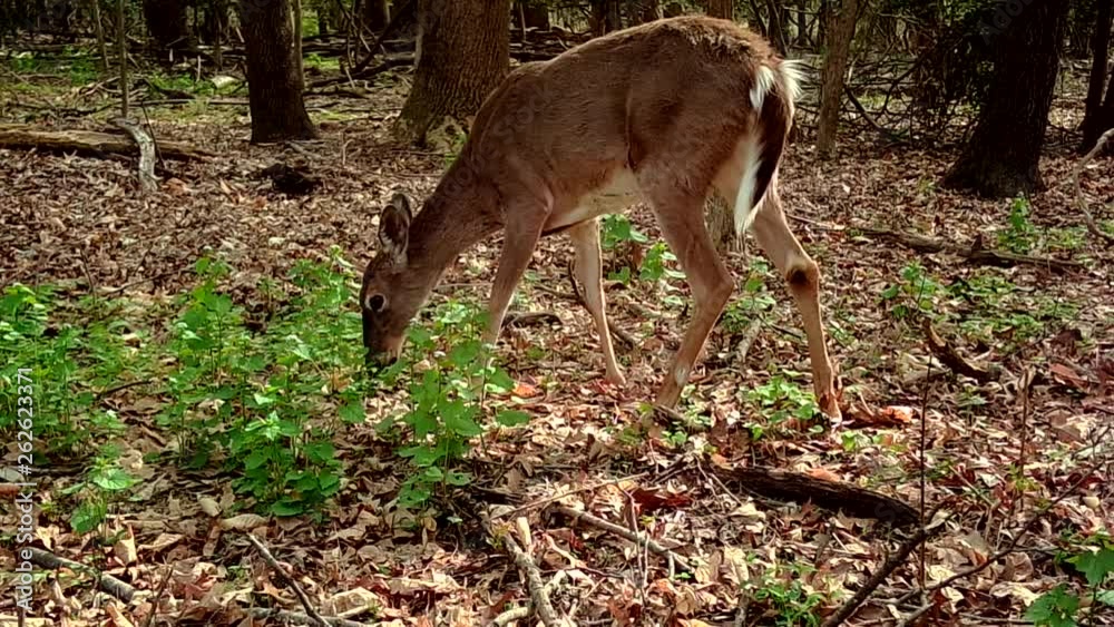 wild female deer in early spring wild female deer in early spring