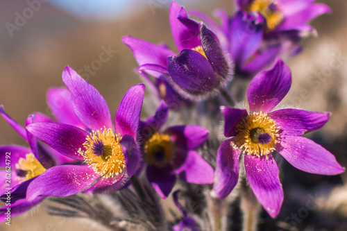 Mountain flower