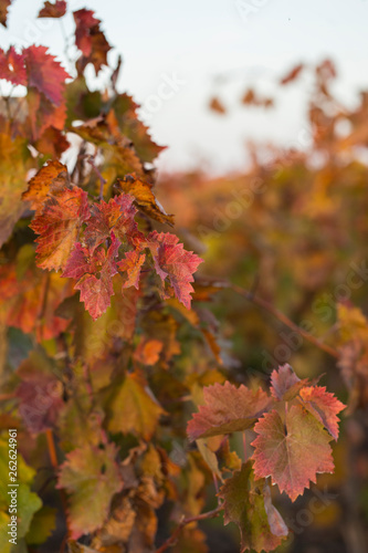 Vineyards in the autumn with red foliage. Transition of the vine to wintering. Wine-making. Technology of wine production. Wine production in Moldova.