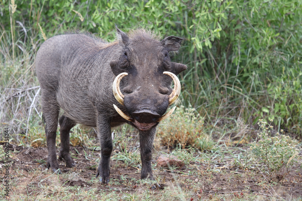 Warzenschwein / Warthog / Phacochoerus africanus Warzenschwein / Warthog / Phacochoerus africanus