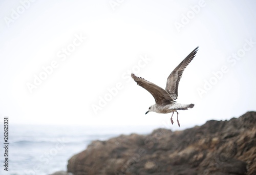 Seagull over sea