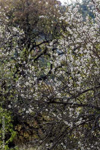 Almond tree (Prunus dulcis) grows in the garden