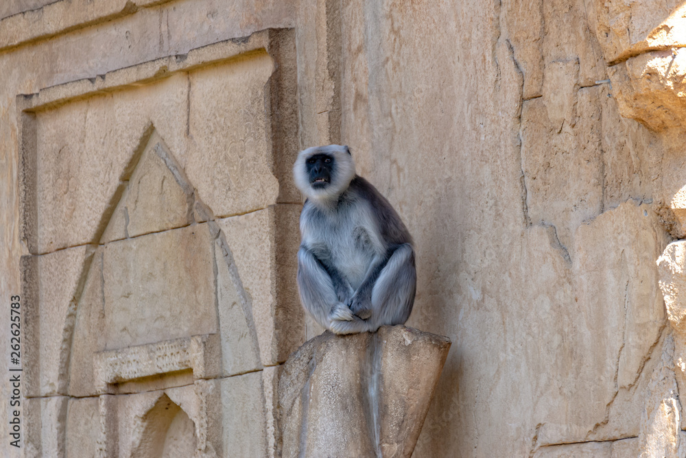 Hulman Langur sits on a stone and watches