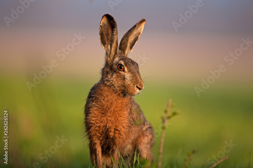 Konstfotografi European hare, lepus europaeus