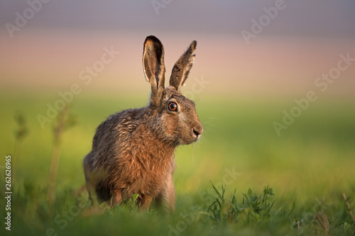 Photographie European hare, lepus europaeus
