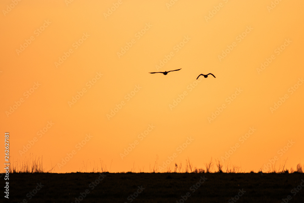 Ein Vogelpaar fliegt in Richtung Sonnenunterggang Ein Vogelpaar fliegt in Richtung Sonnenunterggang