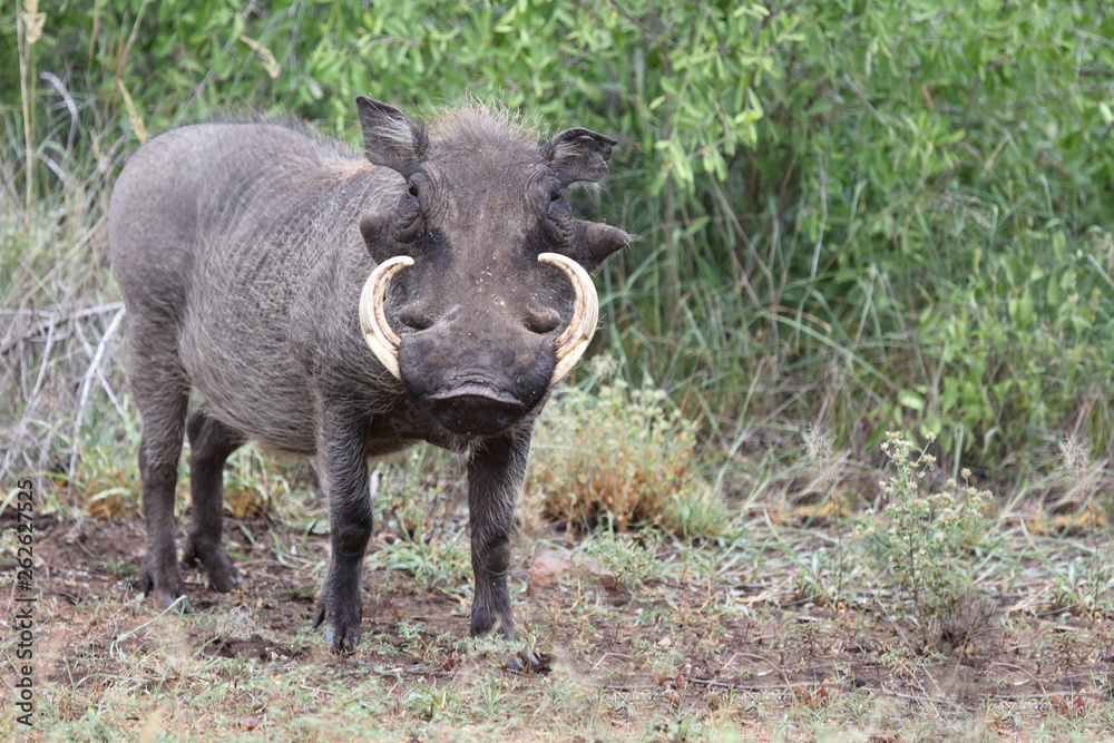 Warzenschwein / Warthog / Phacochoerus africanus Warzenschwein / Warthog / Phacochoerus africanus