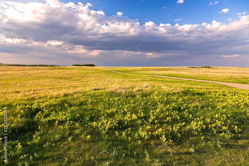 Prairie Grassland Landscape and Yellow Springtime Wildflowers Blooming on Nose Hill Natural Park in Calgary Alberta 