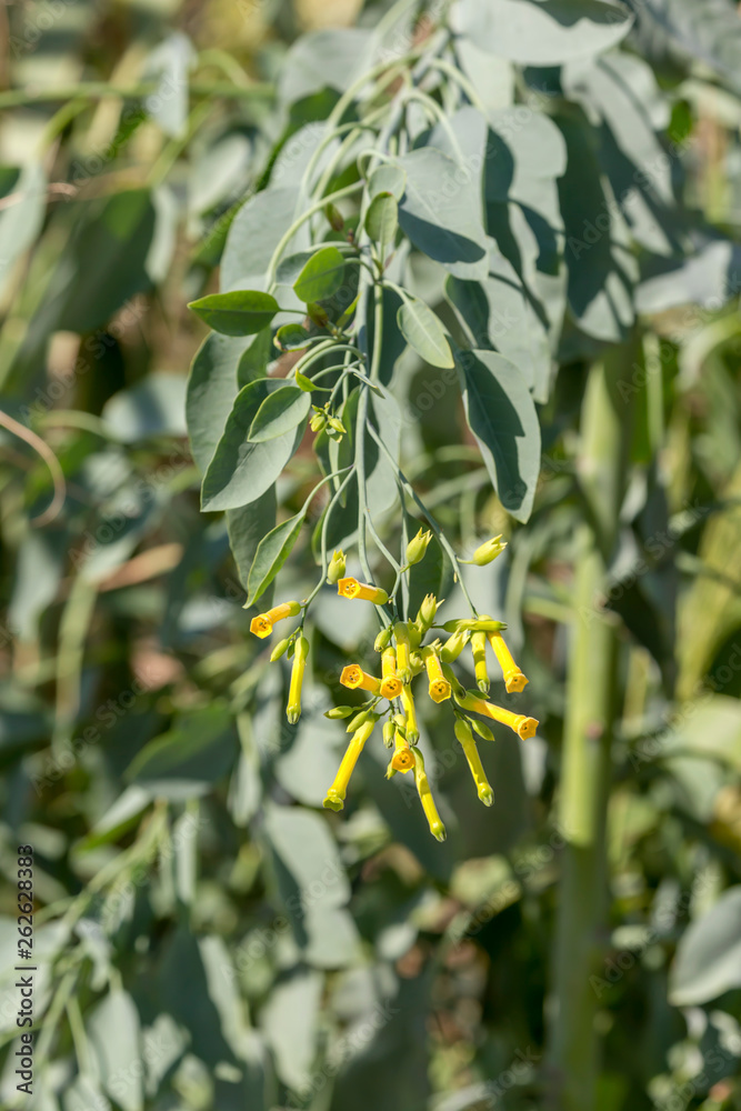Fototapeta premium Blooming tobacco tree (Nicotiana glauca) close-up