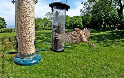 Lesses Redpol feeding from a Tube peanut seed Feeder at a bird table photo