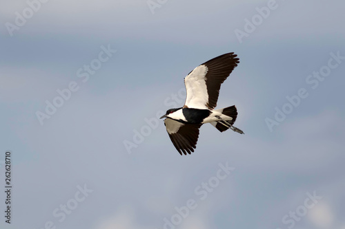 Flying bird. Spur winged Lapwing. Vanellus spinosus. Nature background. photo