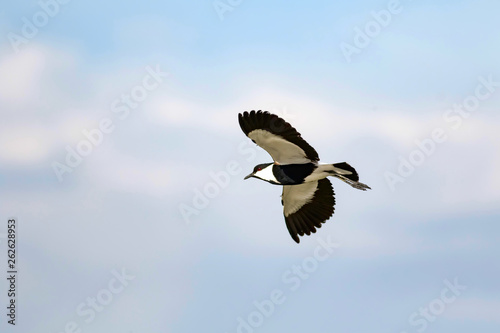 Flying bird. Spur winged Lapwing. Vanellus spinosus. Nature background.