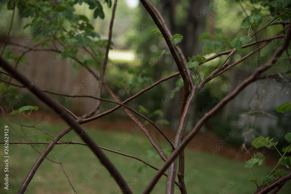 Branch Perspective Branch Perspective