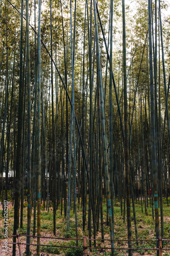 Bamboo forest at Arashiyama in Kyoto  Japan