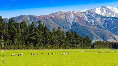 A flock of sheep grazes against the backdrop of a mountain landscape, Southern Alps, New Zealand.