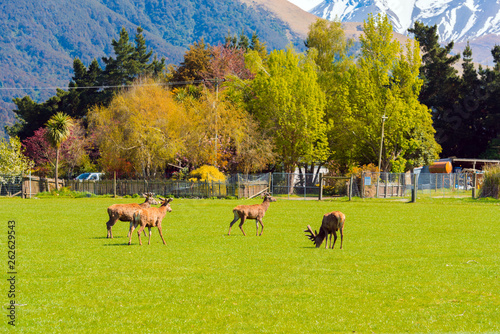 Deer grazing on green grass, Southern Alps, New Zealand. With selective focus.