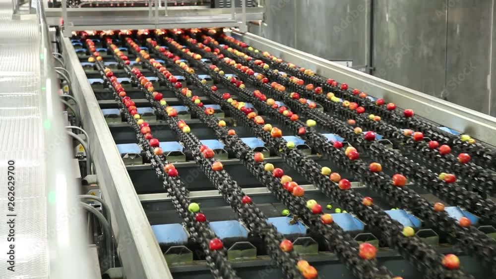 Fresh gala apples on a pre-size automated machine in a fruit packing warehouse.
