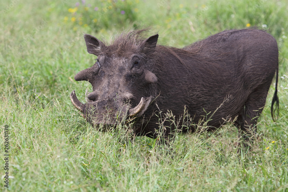 Warzenschwein / Warthog / Phacochoerus africanus Warzenschwein / Warthog / Phacochoerus africanus