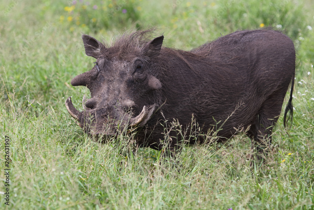 Warzenschwein / Warthog / Phacochoerus africanus Warzenschwein / Warthog / Phacochoerus africanus