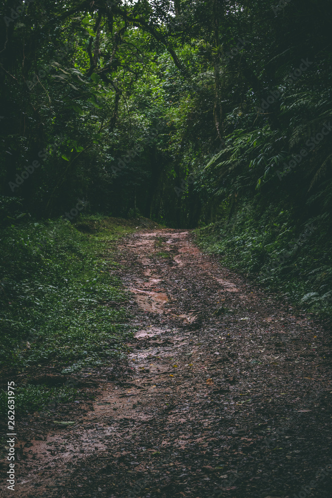 Fototapeta premium Path in the forest