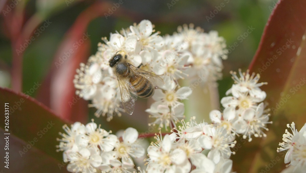 Abeille sur fleur de Photinia