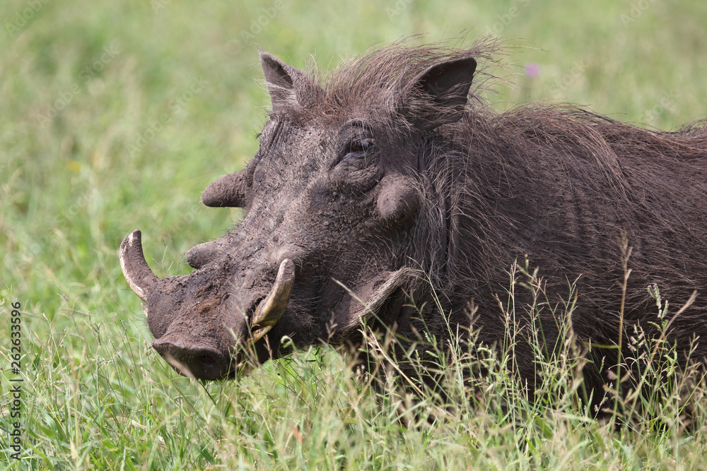 Warzenschwein / Warthog / Phacochoerus africanus Warzenschwein / Warthog / Phacochoerus africanus