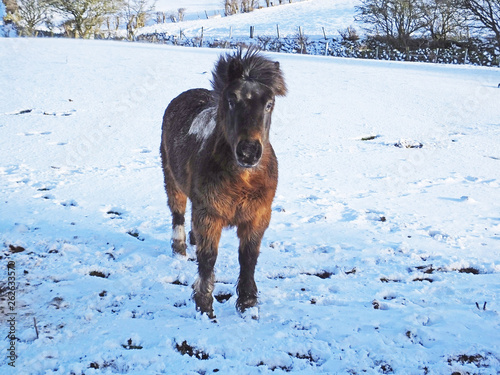 Pony in snow photo