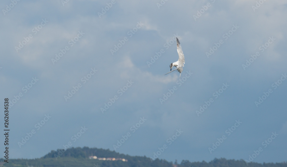 Fototapeta premium Bird in the sky