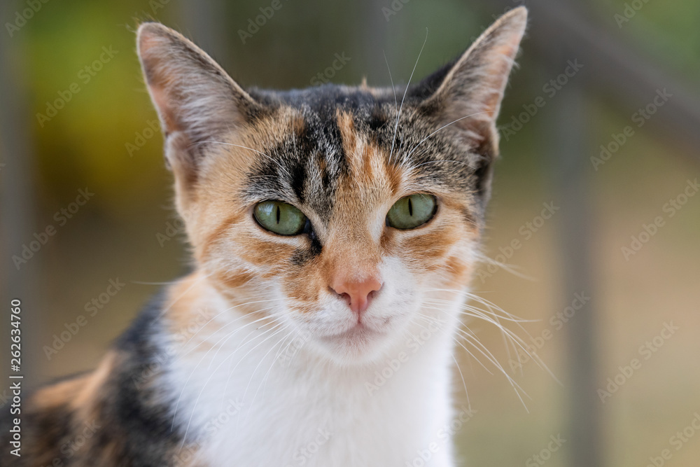 Portrait einer dreifarbigen Katze