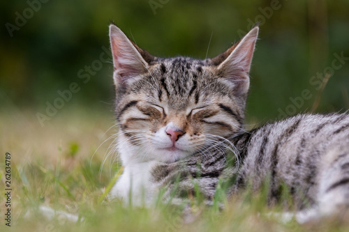 Süßes Kätzchen döst im Gras © Korbinian