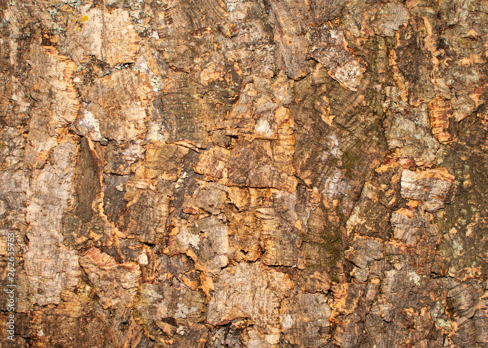 Baumrinde textur pattern Baumrinde textur pattern