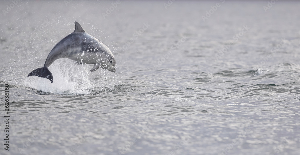 Fototapeta premium breaching wild dolphin