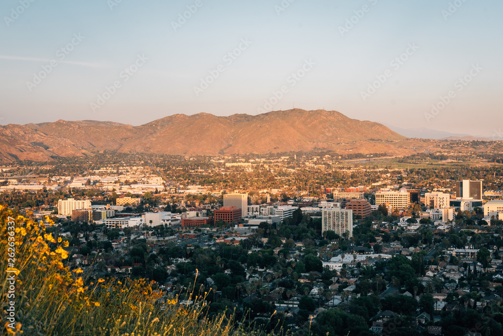 Yellow flowers and view of downtown Riverside, from Mount Rubidoux, Riverside, California