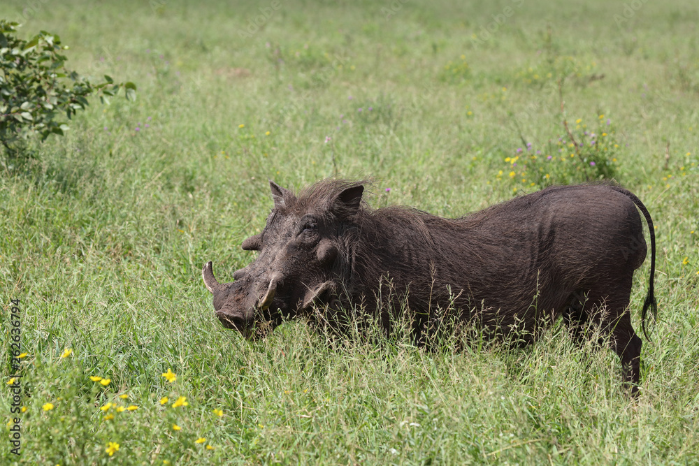 Warzenschwein / Warthog / Phacochoerus africanus Warzenschwein / Warthog / Phacochoerus africanus