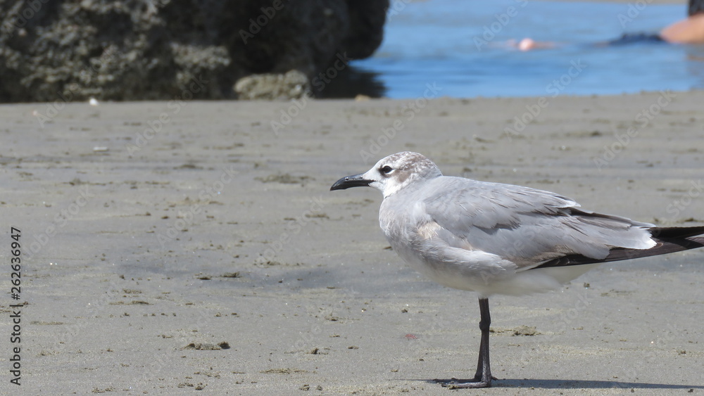 GAVIOTA EN LA PLAYA, Y ROCA MARINA GAVIOTA EN LA PLAYA, Y ROCA MARINA