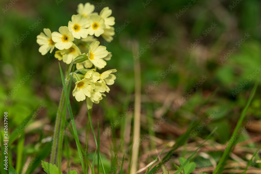 Schlüsselblume