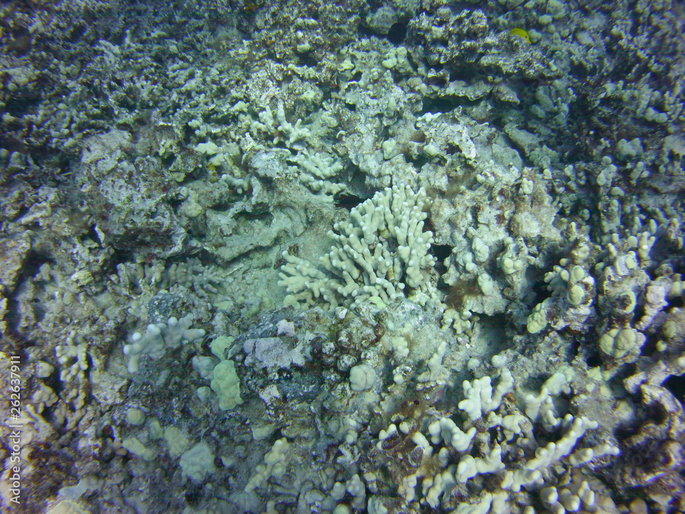 Obraz premium Coral Reef