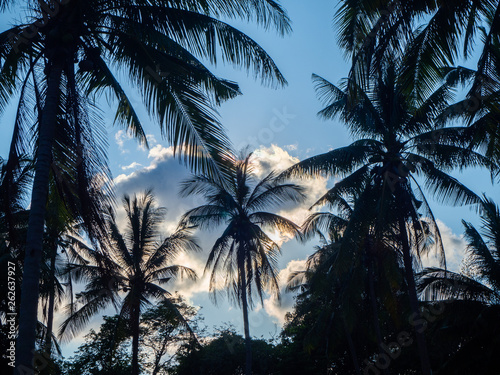 Silhouettes of trees against the blue sky and multi-colored clouds. Koh Phangan Thailand