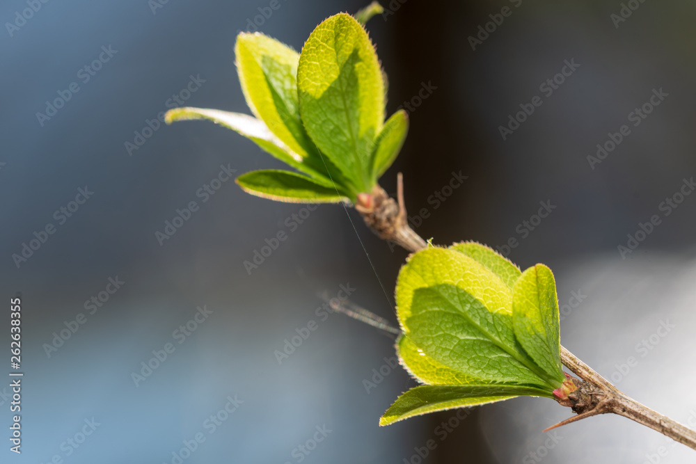 frisch aufgeblühte Knospen auf Ast im Frühjahr frisch aufgeblühte Knospen auf Ast im Frühjahr