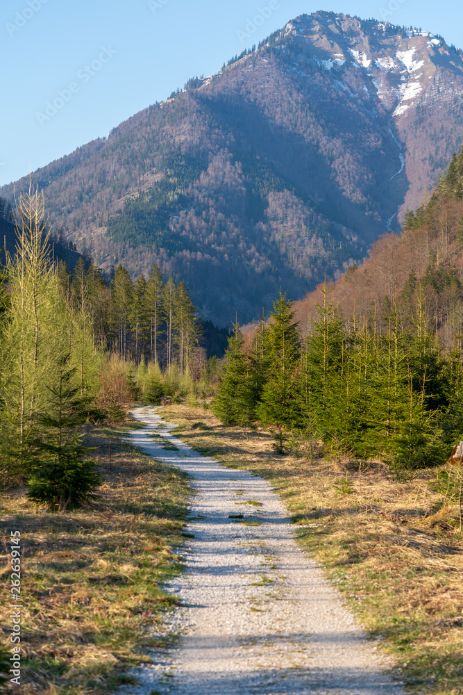 Obraz premium Kleiner Schotterweg durch einen Wald im Almtal
