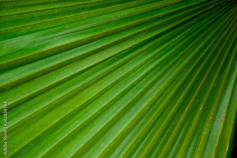 Beautiful Green leave texture background Beautiful Green leave texture background