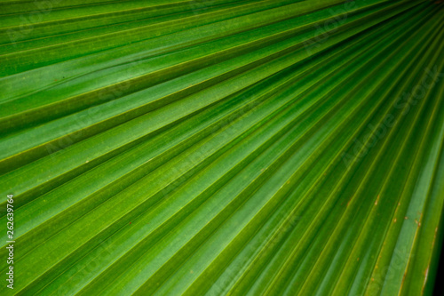 Beautiful Green leave texture background