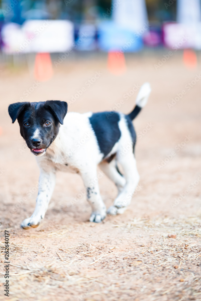 Cute Thai breed dogs are running on a clay yard, Danish Swedish Farmdog, Dog breeds. Cute Thai breed dogs are running on a clay yard, Danish Swedish Farmdog, Dog breeds.