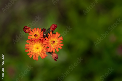 Small Group of Orange Wildflowers