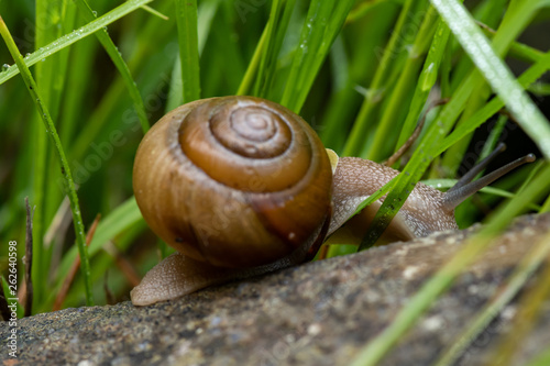 Snail neck in focus as it crawls