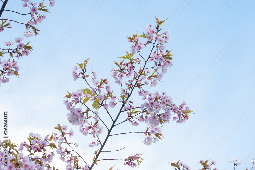 Cherry blossom in spring for background or copy space for text Cherry blossom in spring for background or copy space for text