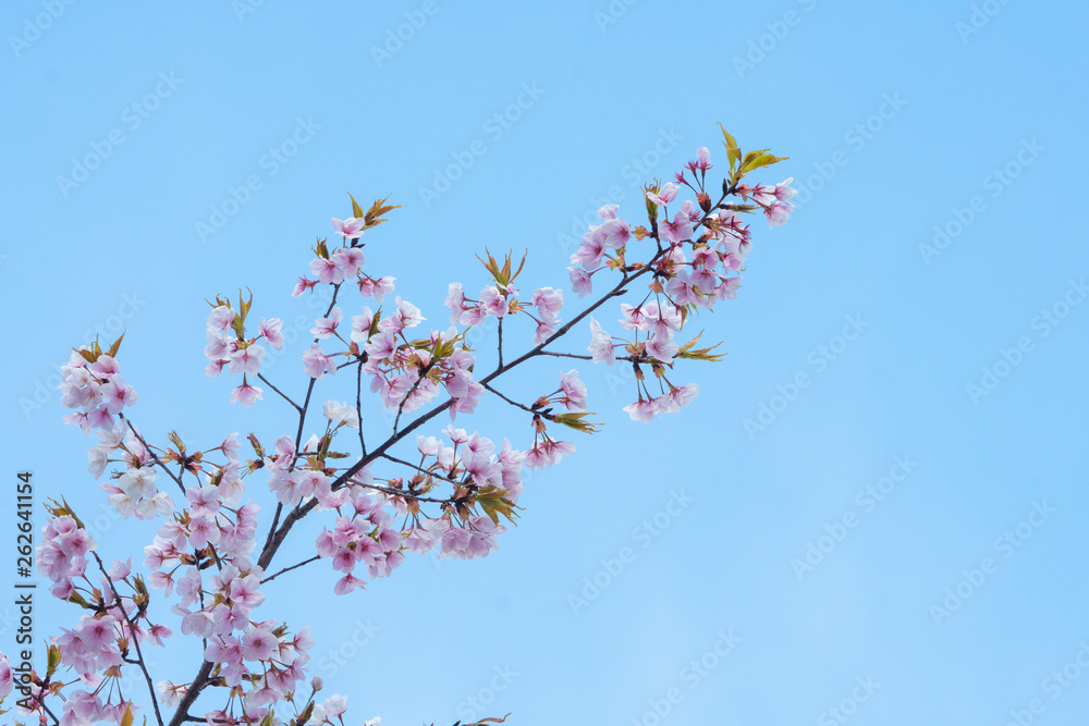 Cherry blossom in spring for background or copy space for text