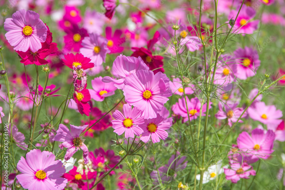 flowers in garden