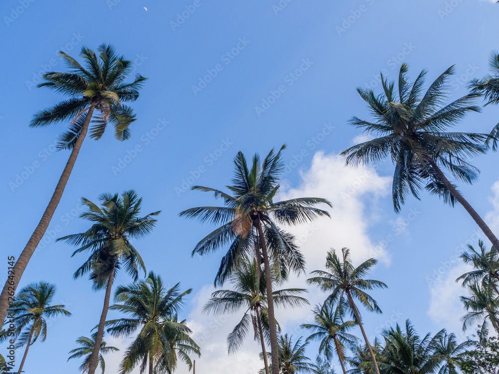 Silhouettes of trees against the blue sky and multi-colored clouds. Koh Phangan. Thailand.